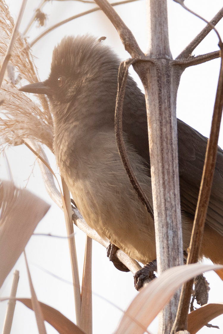 カオグロガビチョウの画像