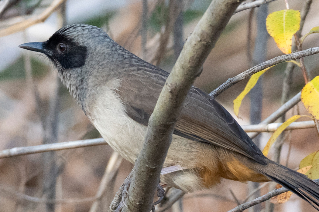 カオグロガビチョウのページ