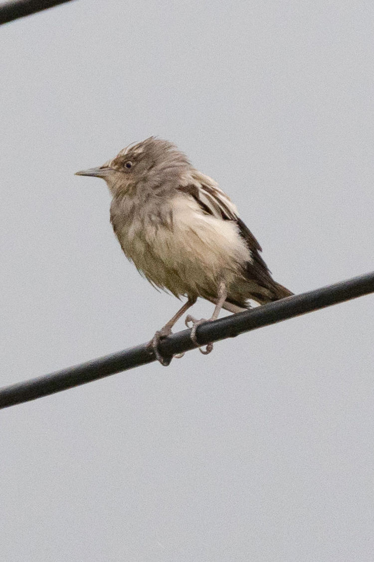 カラムクドリの画像