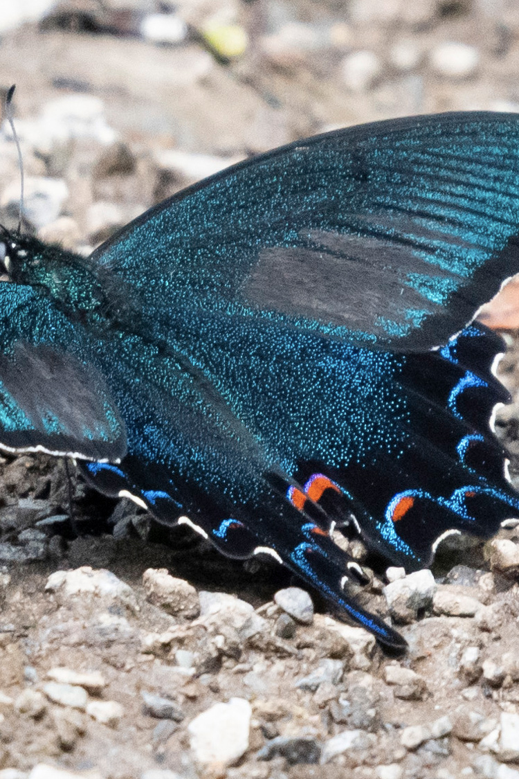 カラスアゲハの画像