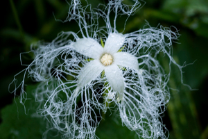 カラスウリの色