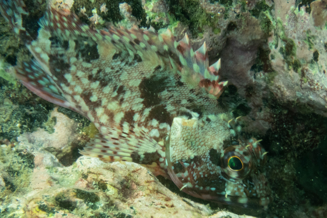 カサゴのページ