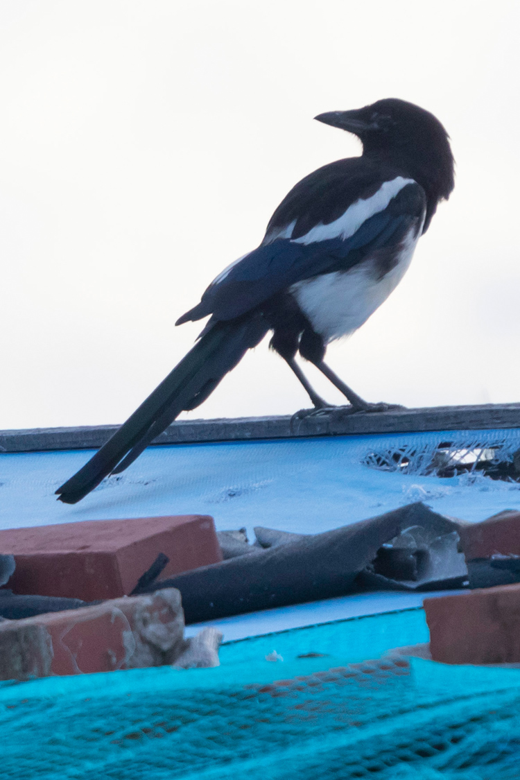 カササギの画像