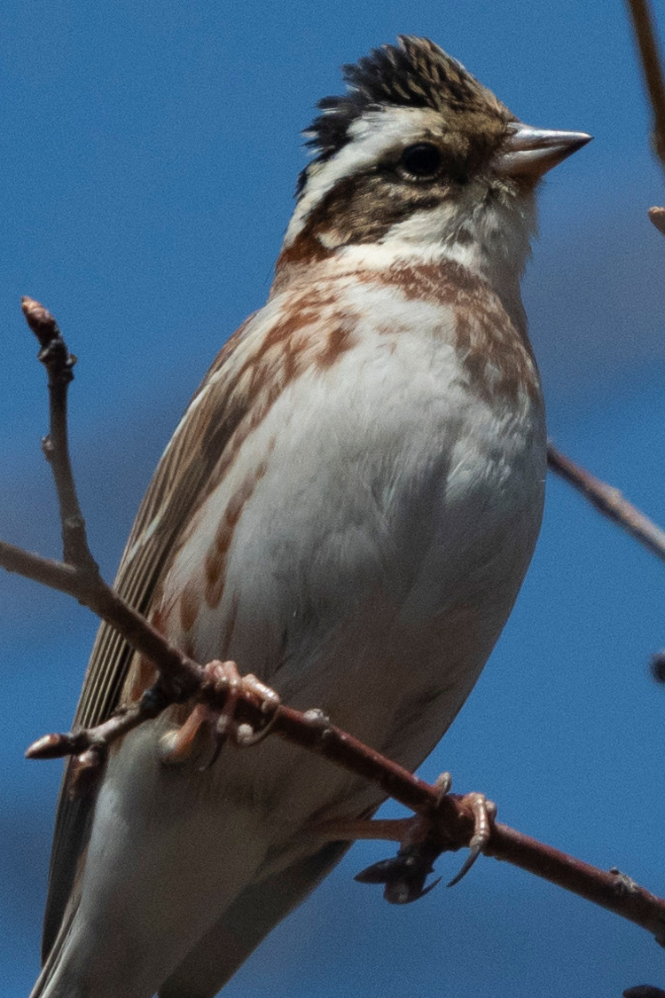 カシラダカの画像
