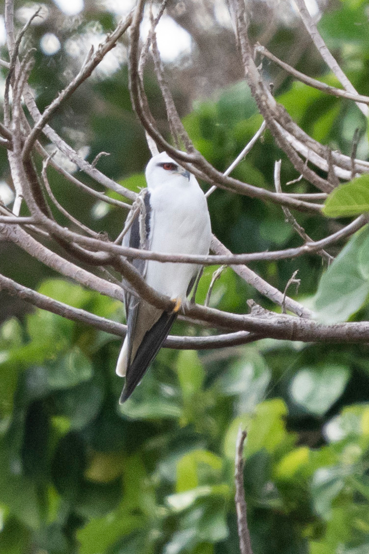 カタグロトビの画像