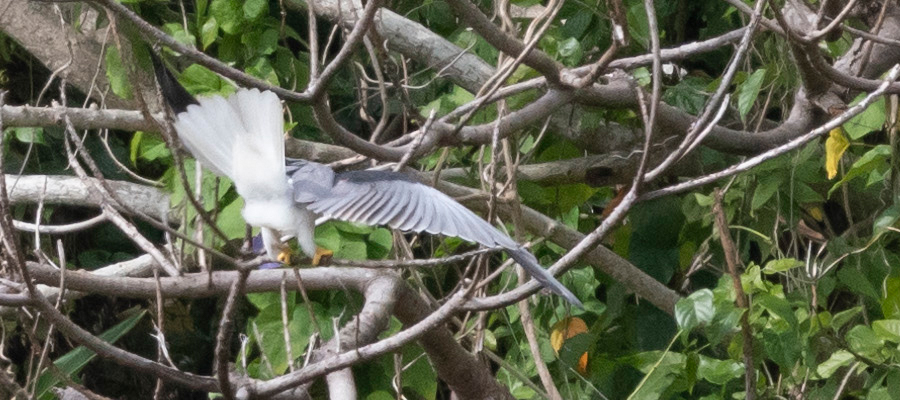 カタグロトビの写真