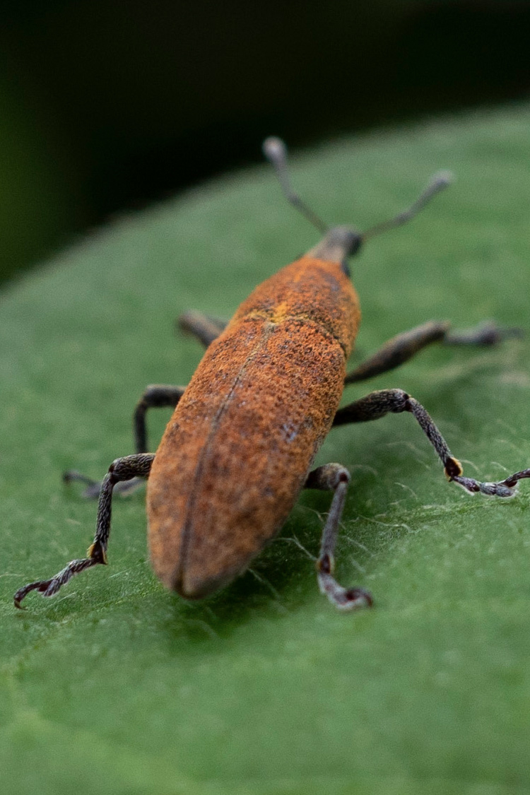 カツオゾウムシの画像