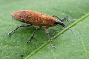 カツオゾウムシの色