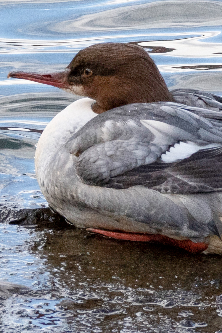 カワアイサの画像