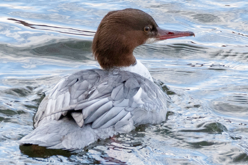 カワアイサのページ