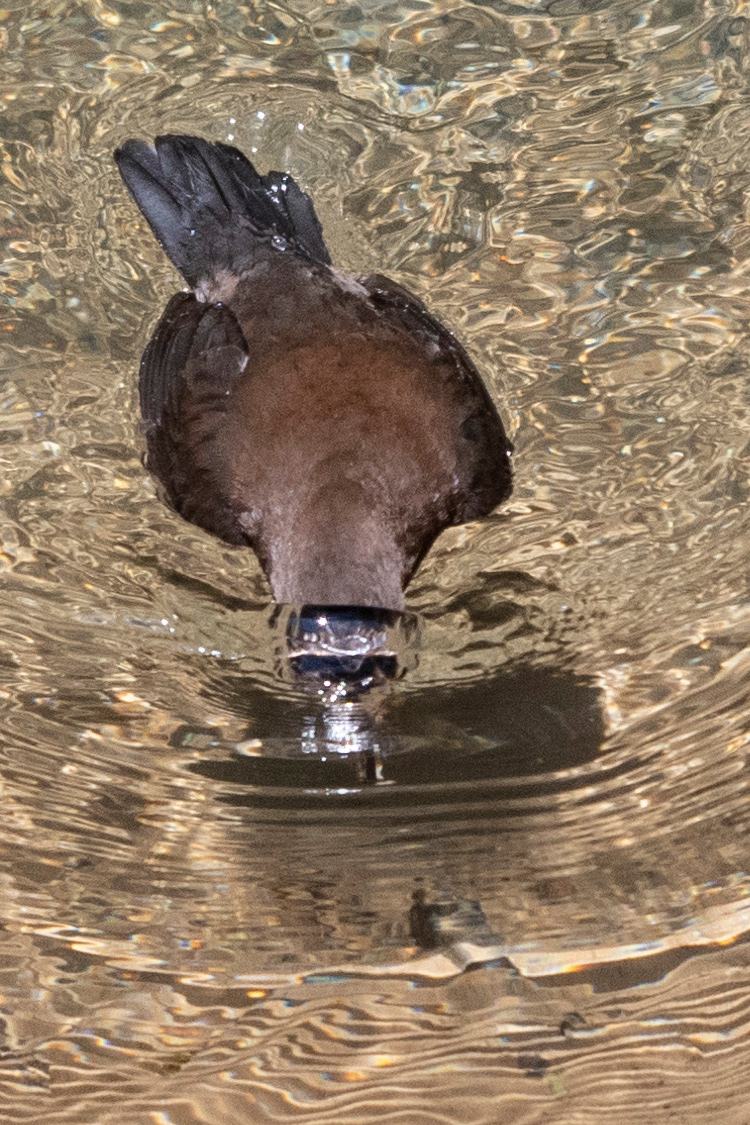 カワガラスの画像