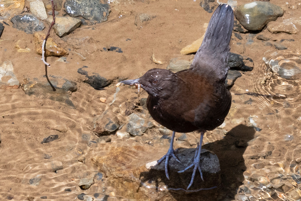 カワガラスのページ