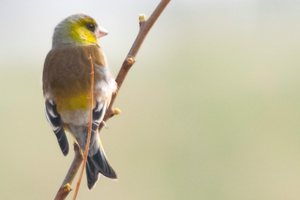 カワラヒワの色