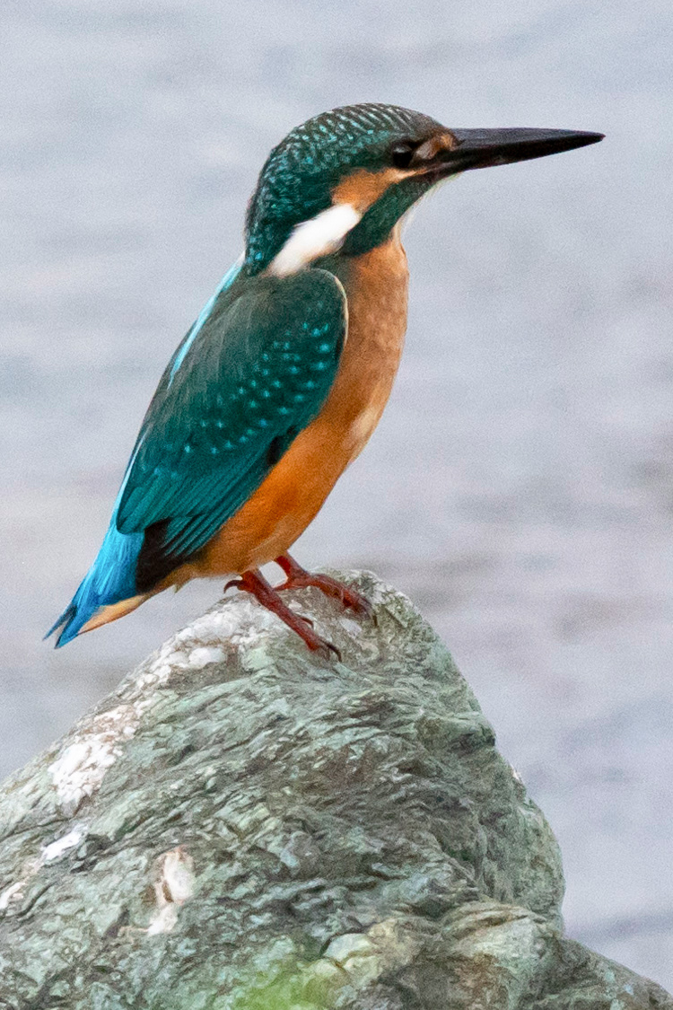 カワセミの画像