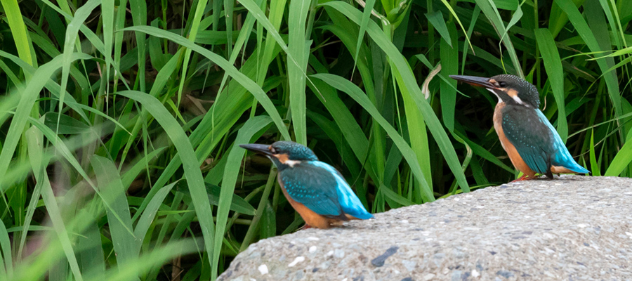 カワセミの写真