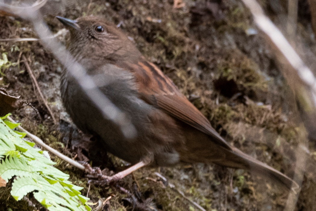 カヤクグリのページ
