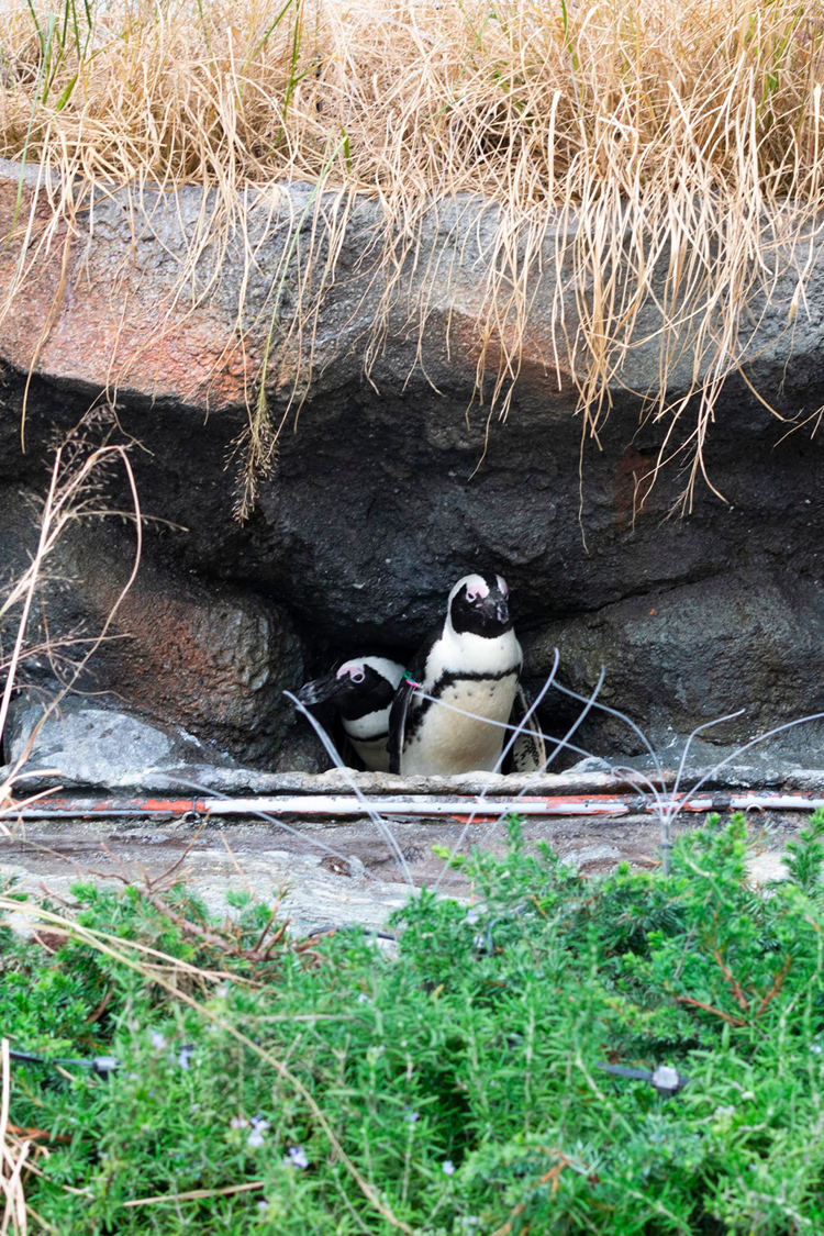 ケープペンギンの画像
