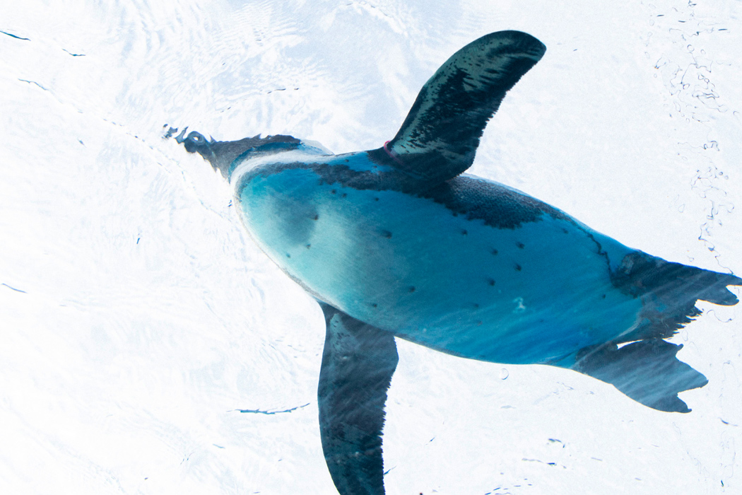 ケープペンギンのページ