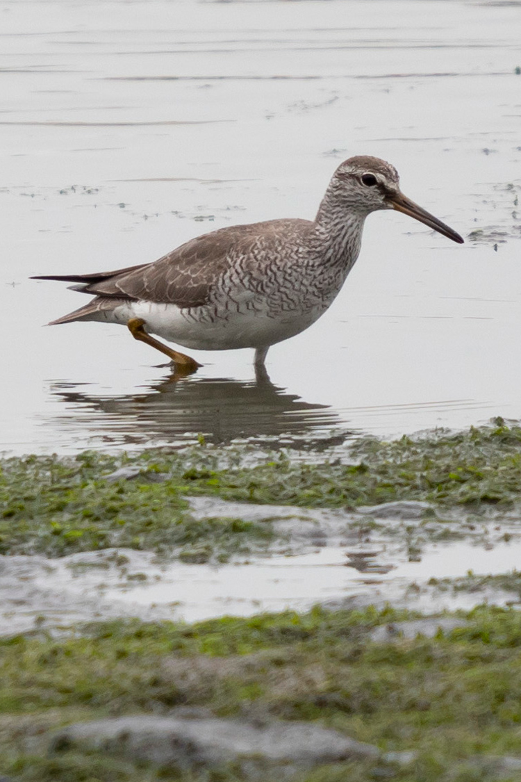 キアシシギの画像