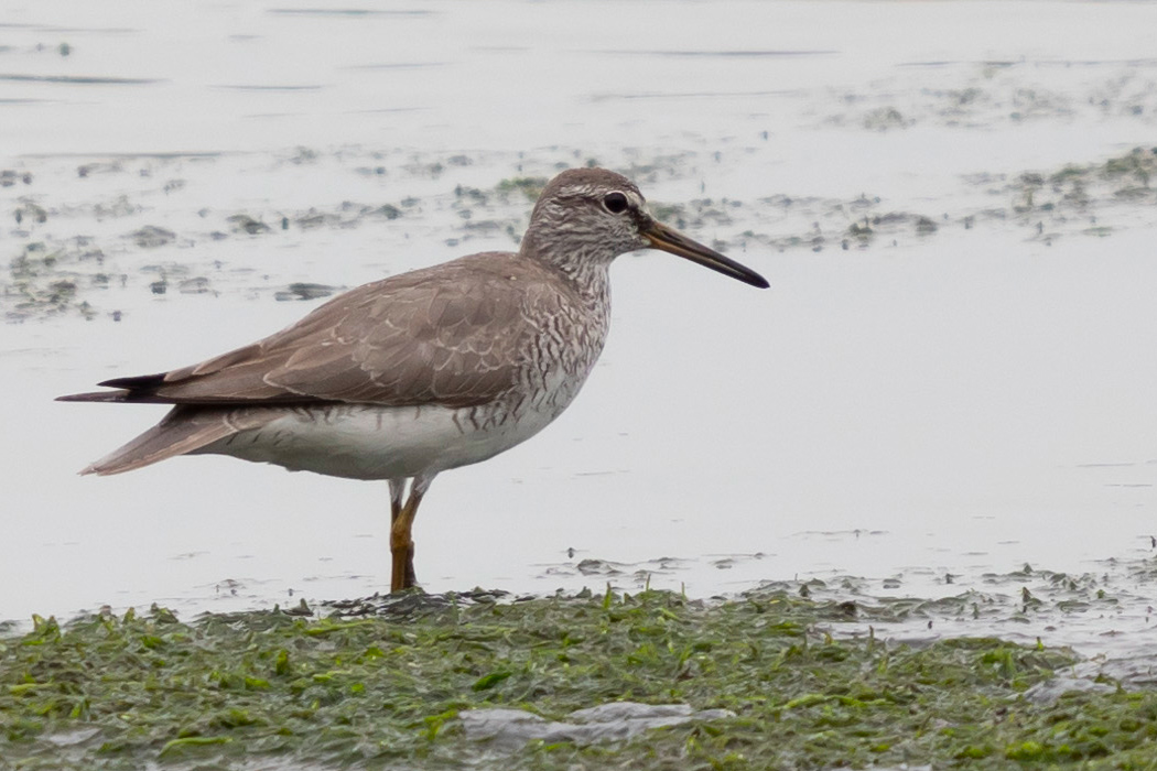 キアシシギのページ