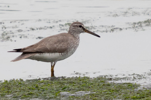 キアシシギの色