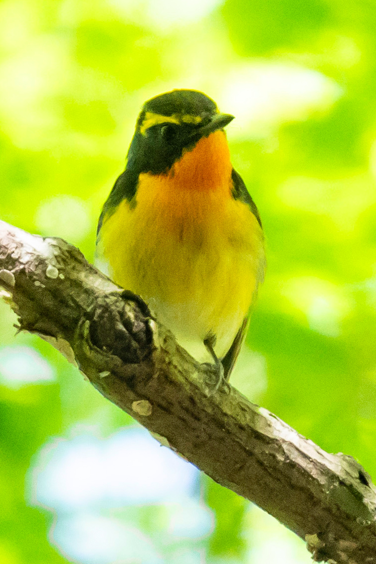 キビタキの画像