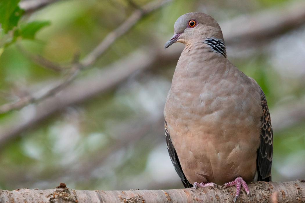 キジバトのページ