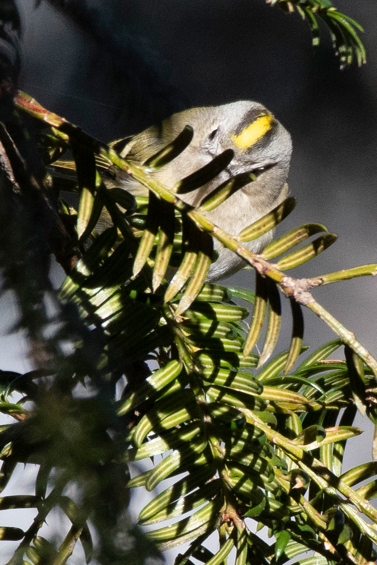 キクイタダキの画像