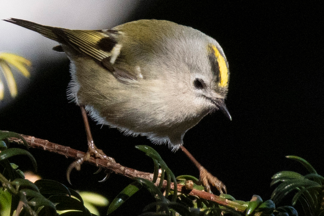 キクイタダキのページ