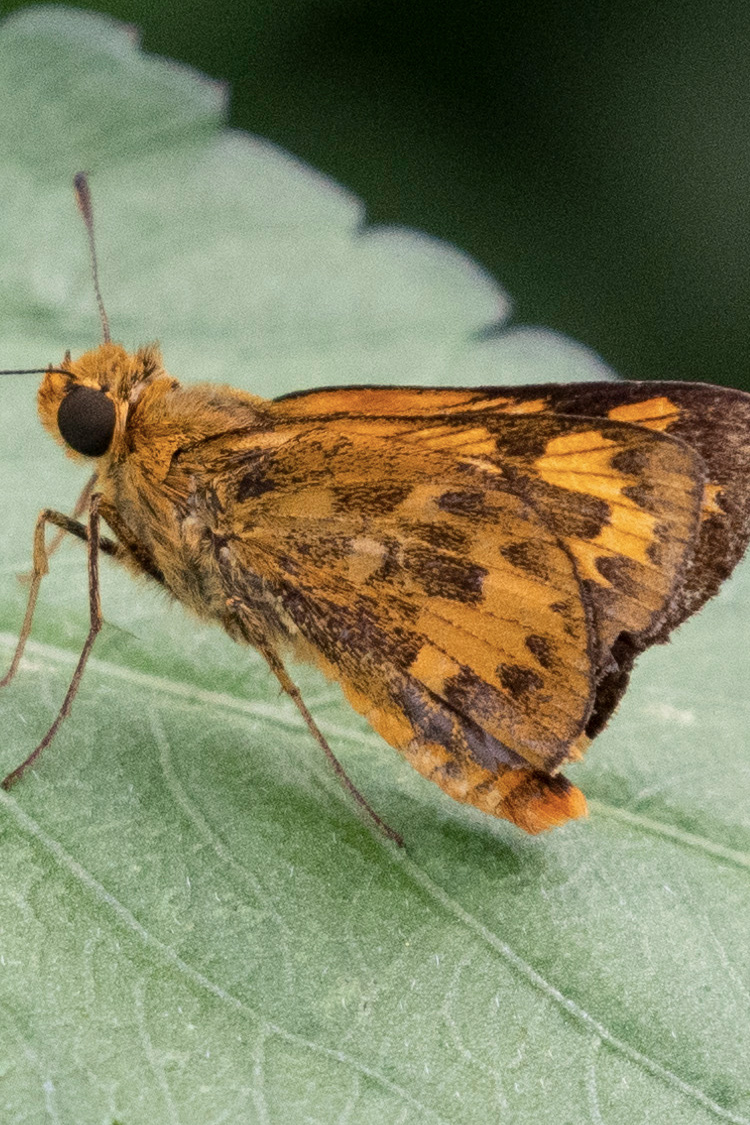 キマダラセセリの画像