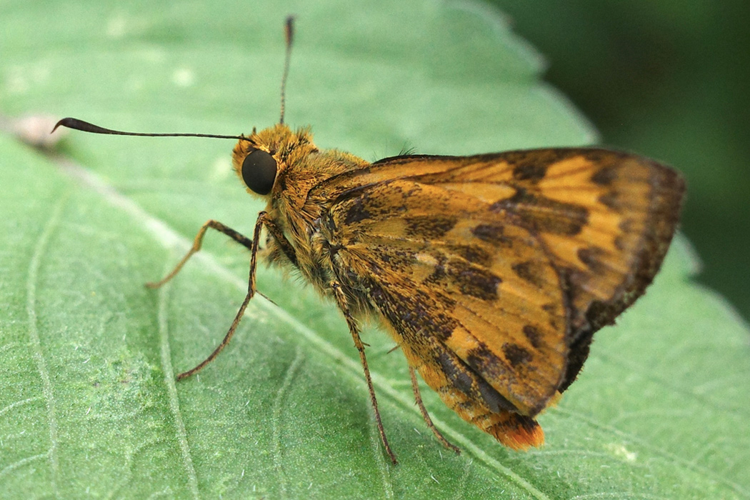 キマダラセセリのページ