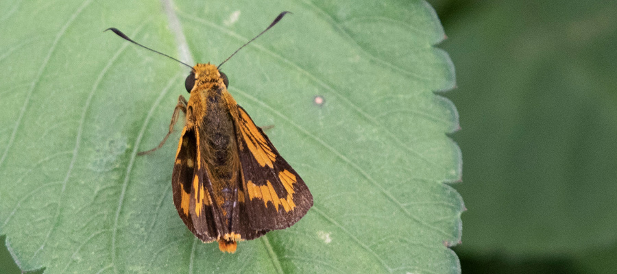 キマダラセセリの写真