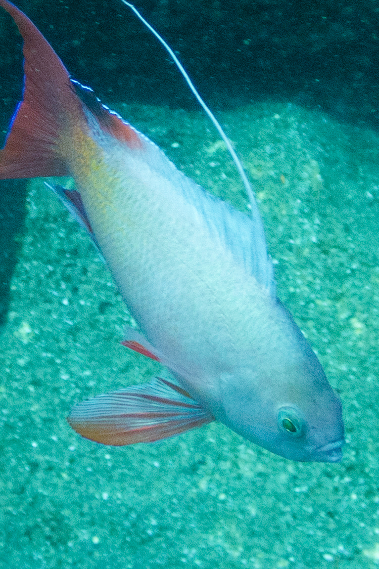 キンギョハナダイの画像