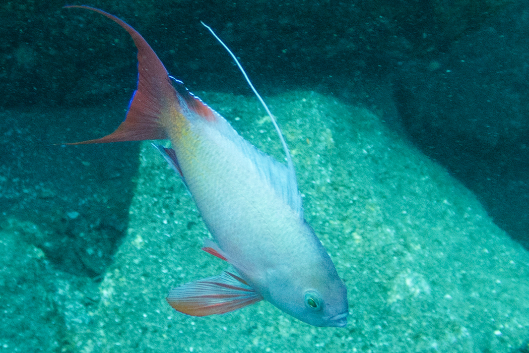 キンギョハナダイのページ