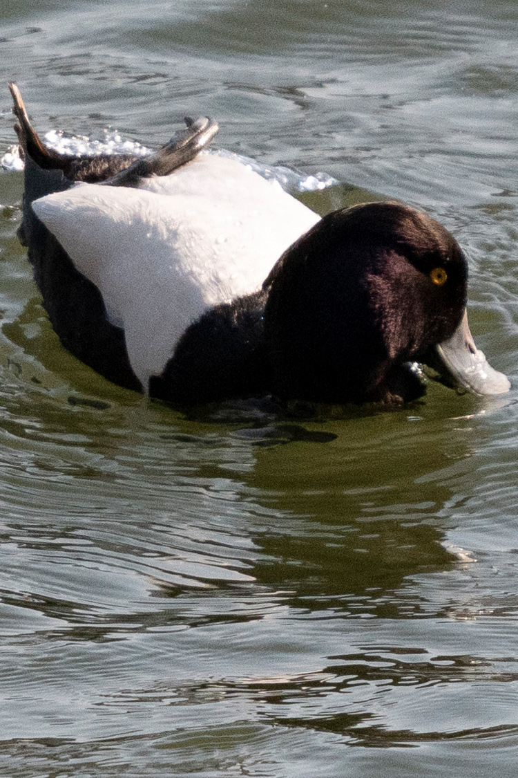 キンクロハジロの画像