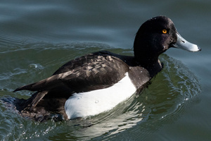 キンクロハジロの色