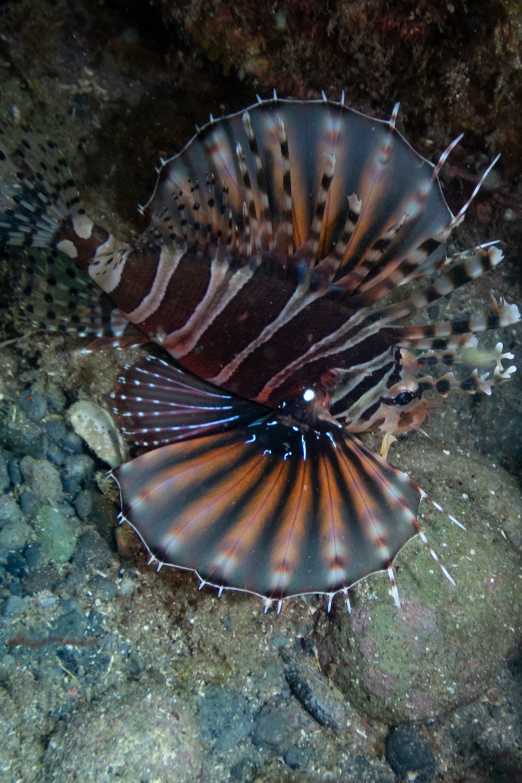 キリンミノの画像