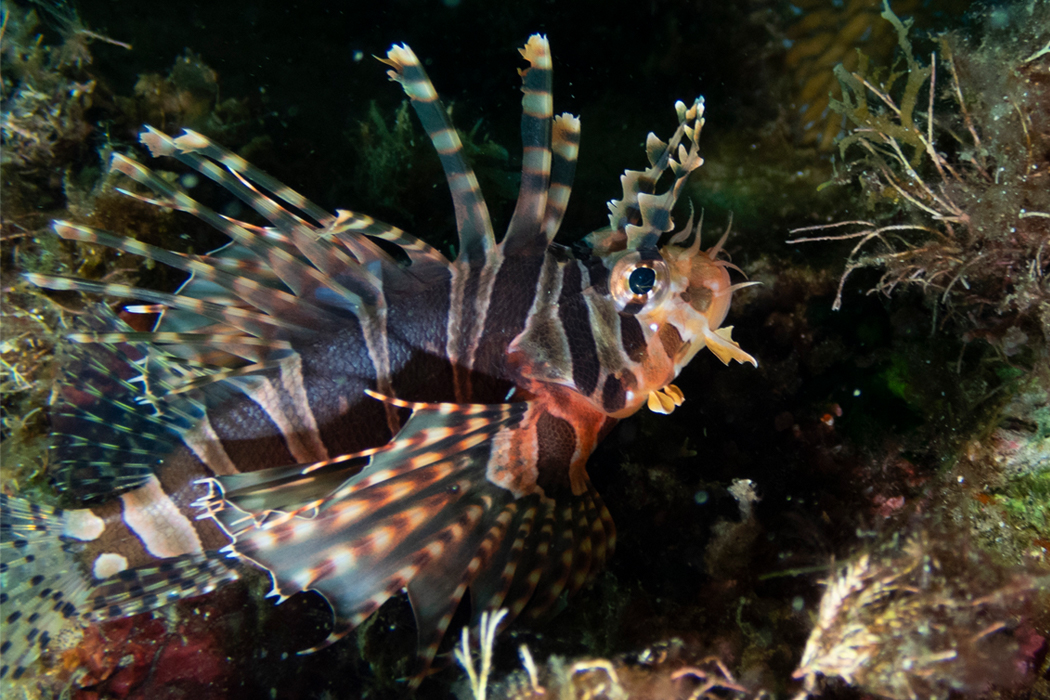 キリンミノのページ