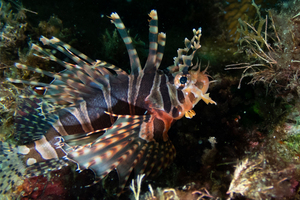 キリンミノの色