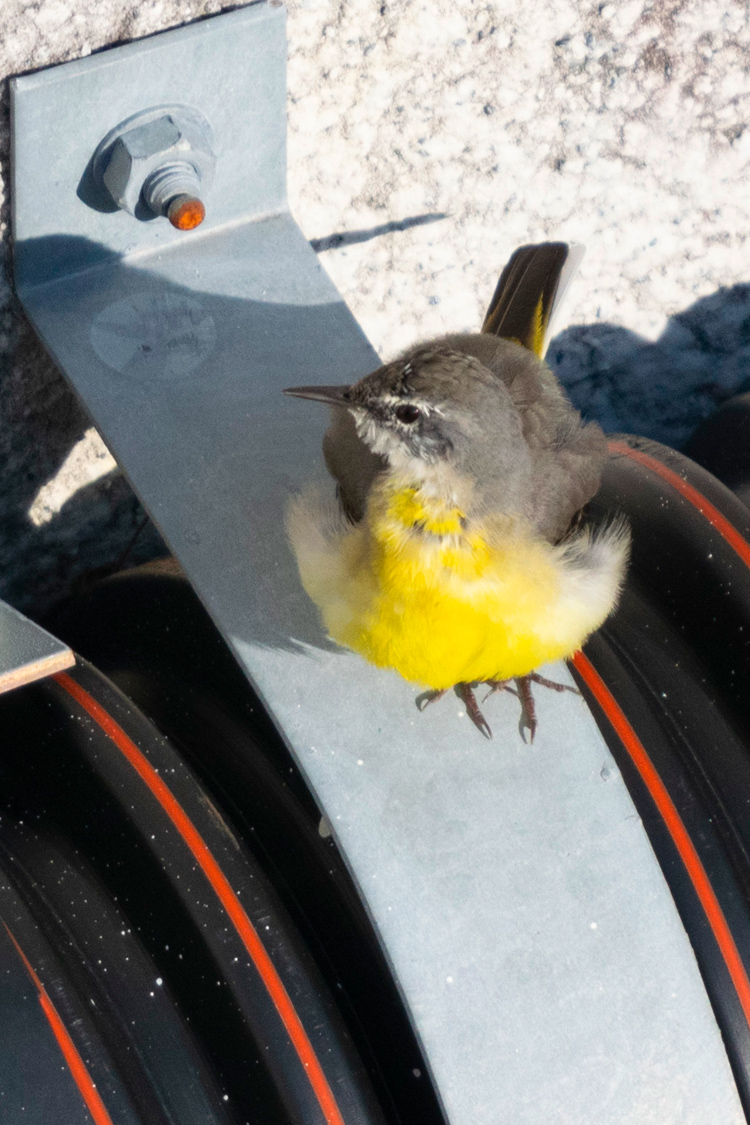 キセキレイの画像