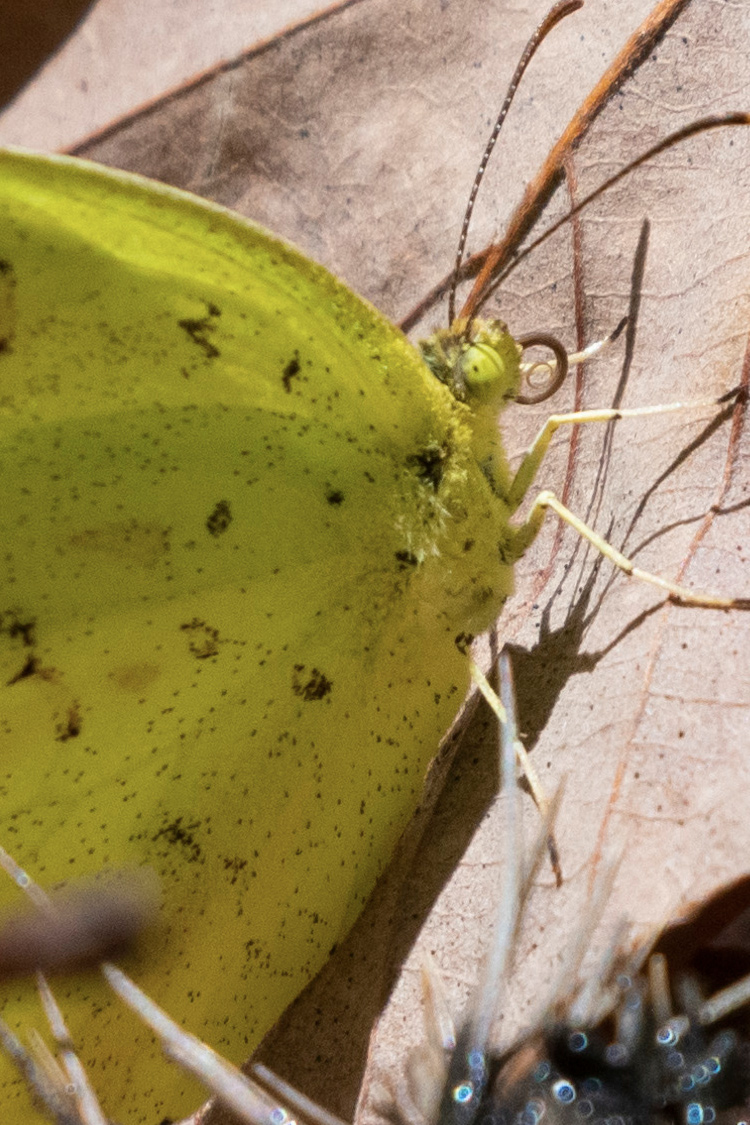 キタキチョウの画像