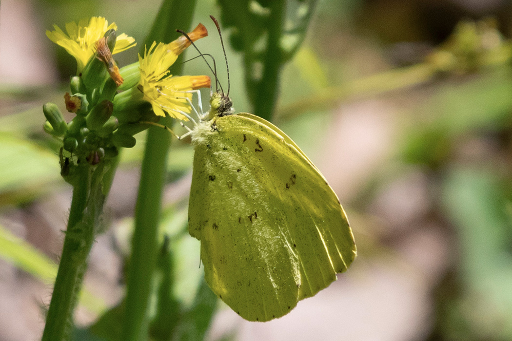 キタキチョウのページ