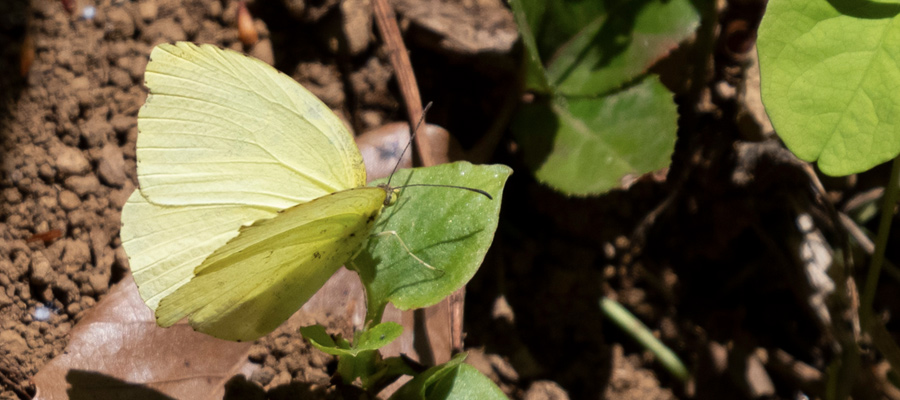 キタキチョウの写真