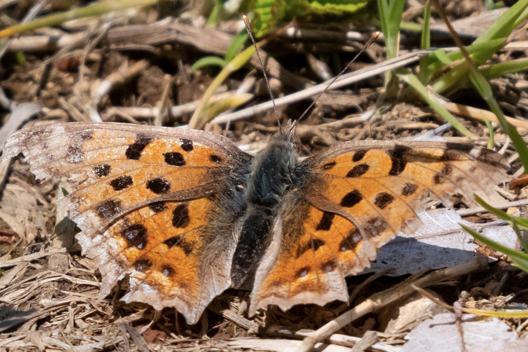 キタテハのページ