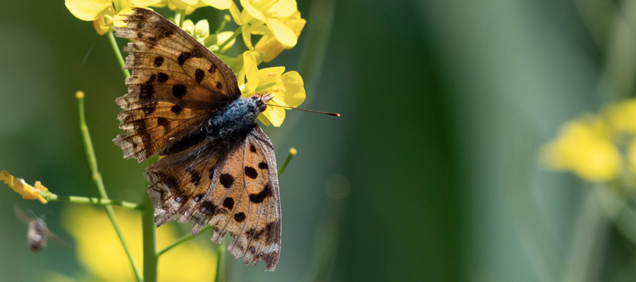 キタテハの写真
