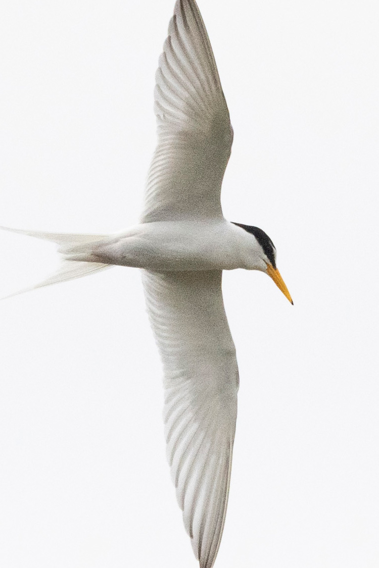 コアジサシの画像