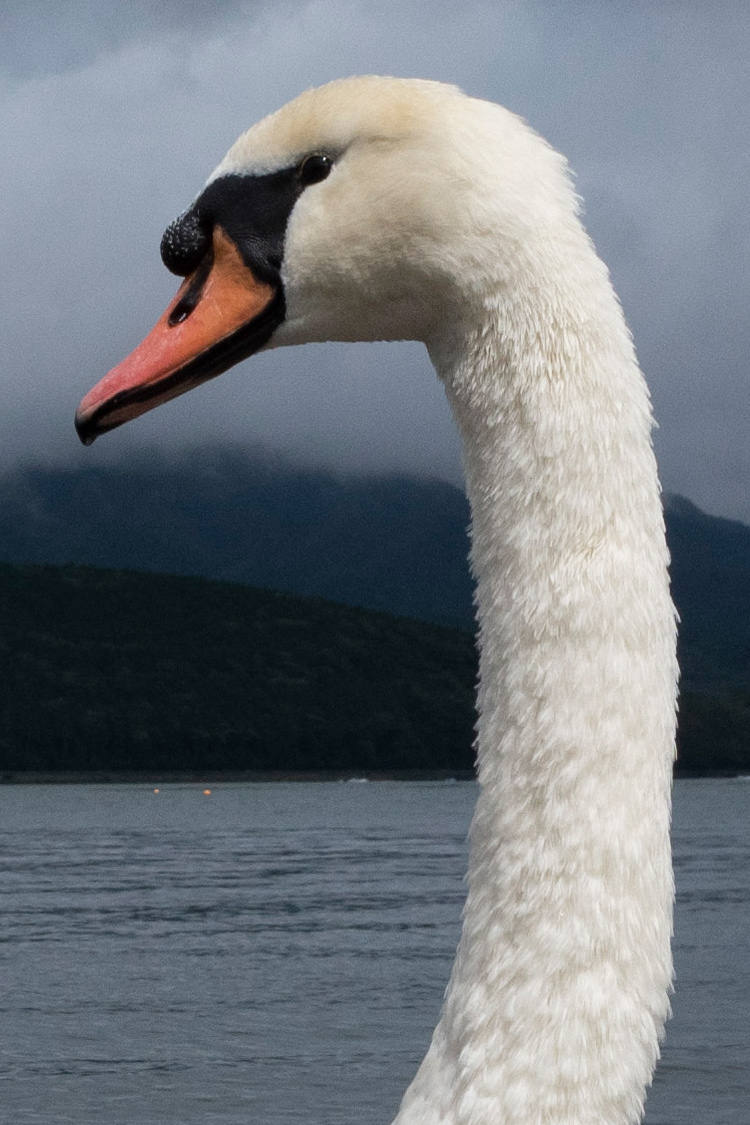 コブハクチョウの画像