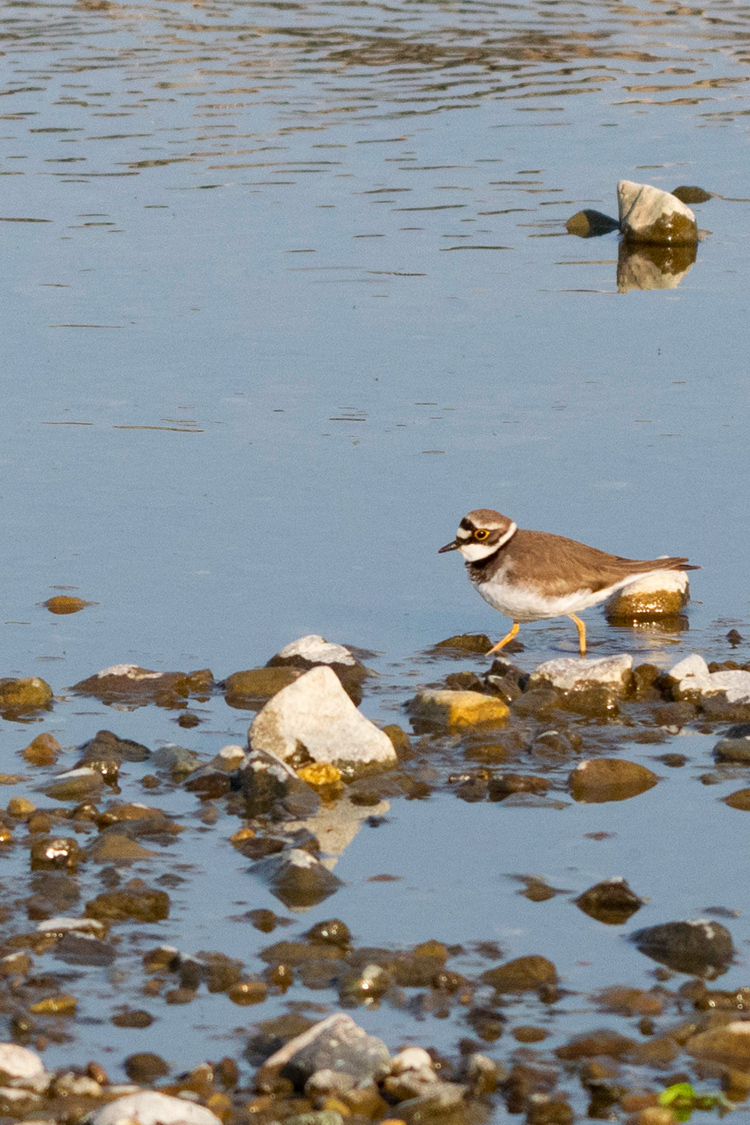 コチドリの画像