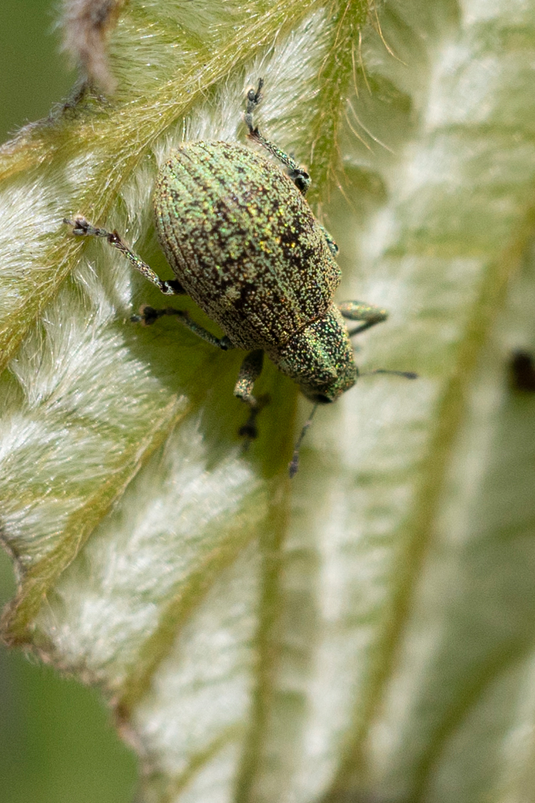 コフキゾウムシの画像