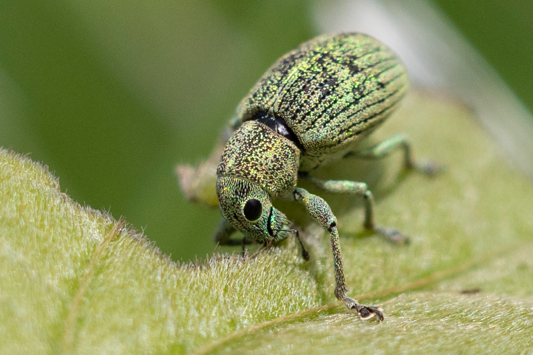 コフキゾウムシのページ